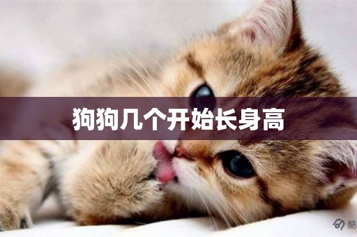 狗狗幾個開始長身高