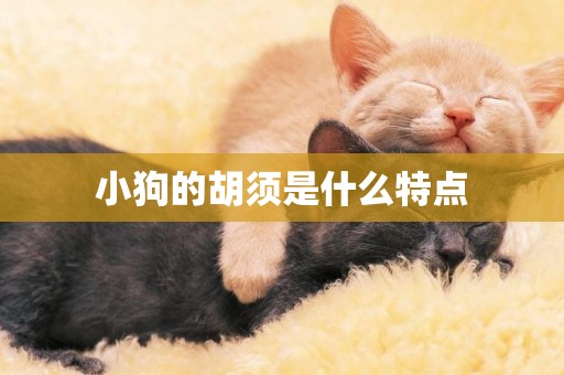 小狗的胡須是什么特點