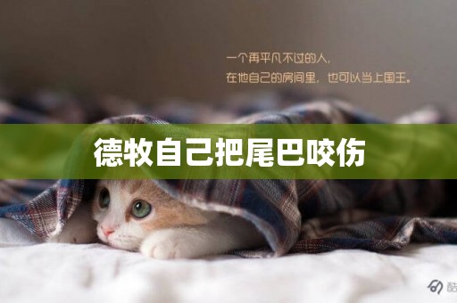 德牧自己把尾巴咬傷
