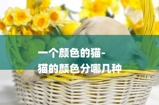 一個顏色的貓-
貓的顏色分哪幾種