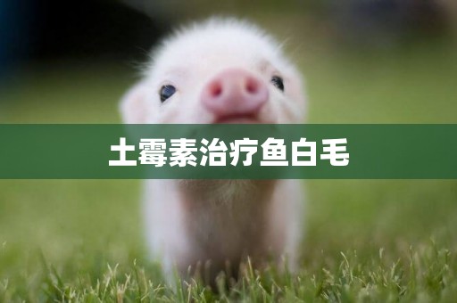 土霉素治療魚白毛