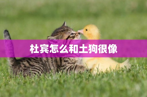 杜賓怎么和土狗很像