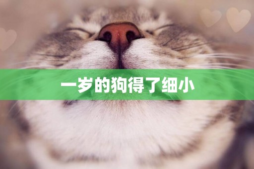 一歲的狗得了細小