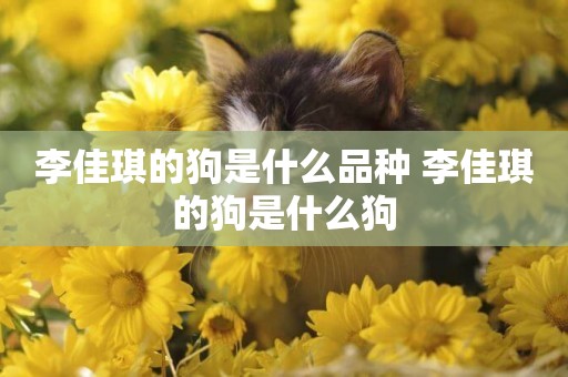 李佳琪的狗是什么品種 李佳琪的狗是什么狗