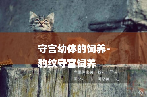 守宮幼體的飼養-
豹紋守宮飼養