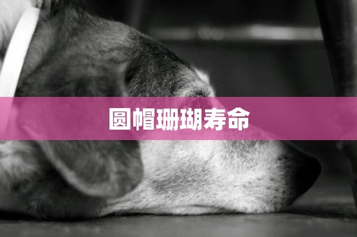 圓帽珊瑚壽命