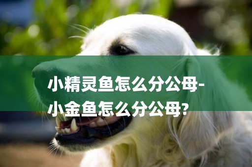 小精靈魚怎么分公母-
小金魚怎么分公母?