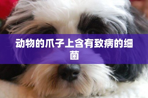 動物的爪子上含有致病的細菌