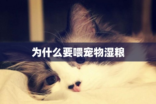 為什么要喂寵物濕糧