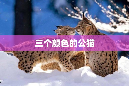 三個顏色的公貓