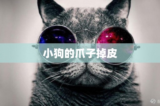小狗的爪子掉皮