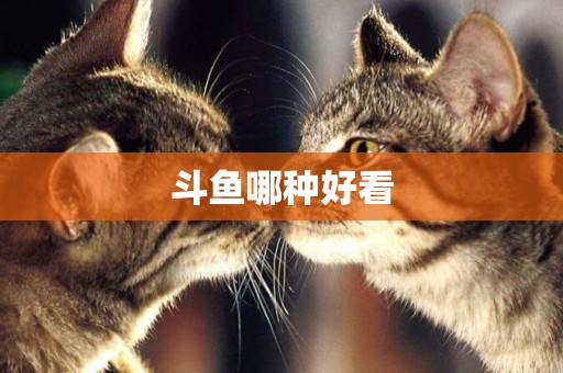 斗魚哪種好看