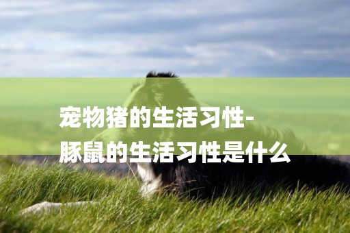 寵物豬的生活習性-
豚鼠的生活習性是什么