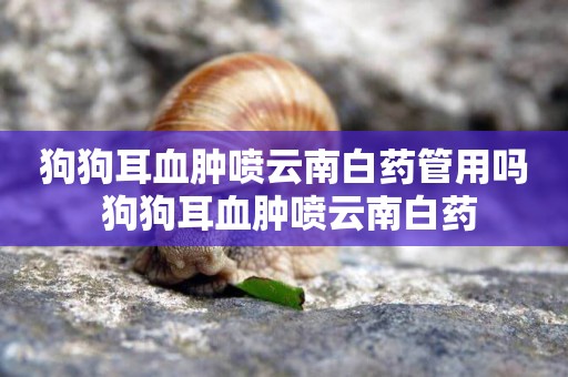 狗狗耳血腫噴云南白藥管用嗎 狗狗耳血腫噴云南白藥