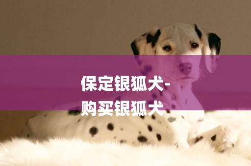 保定銀狐犬-
購買銀狐犬