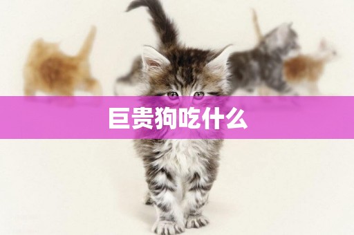巨貴狗吃什么