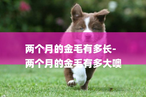 兩個月的金毛有多長-
兩個月的金毛有多大噢