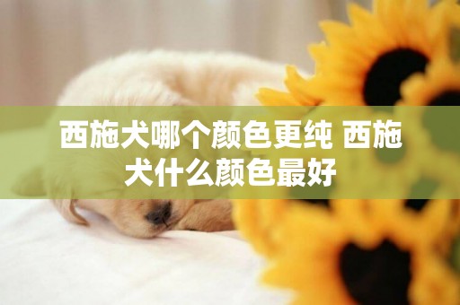 西施犬哪個顏色更純 西施犬什么顏色最好