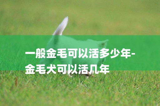 一般金毛可以活多少年-
金毛犬可以活幾年