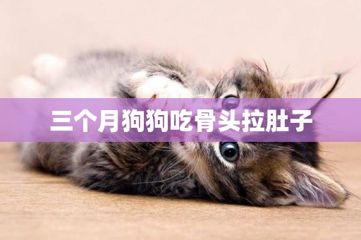 三個月狗狗吃骨頭拉肚子