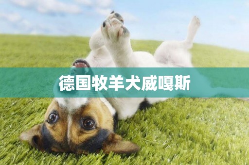 德國牧羊犬威嘎斯
