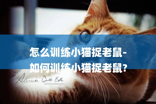 怎么訓練小貓捉老鼠-
如何訓練小貓捉老鼠?