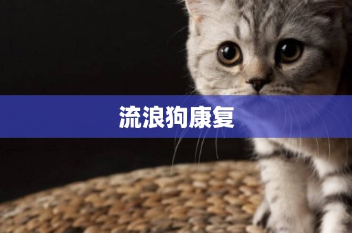 流浪狗康復