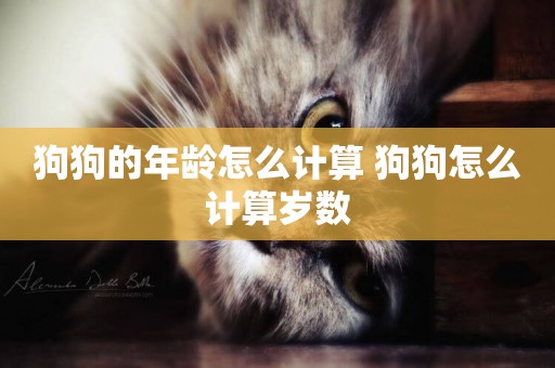 狗狗的年齡怎么計算 狗狗怎么計算歲數