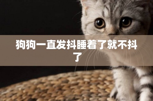 狗狗一直發抖睡著了就不抖了