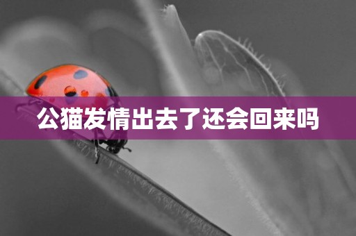 公貓發情出去了還會回來嗎