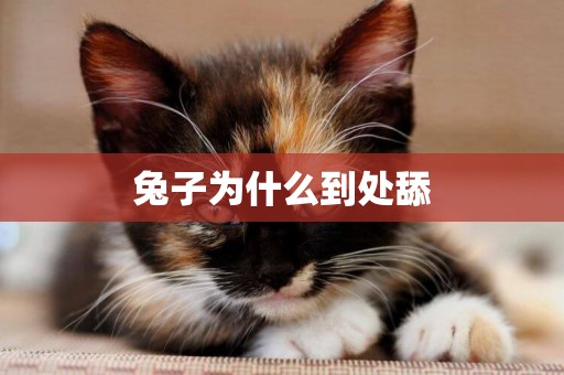 兔子為什么到處舔