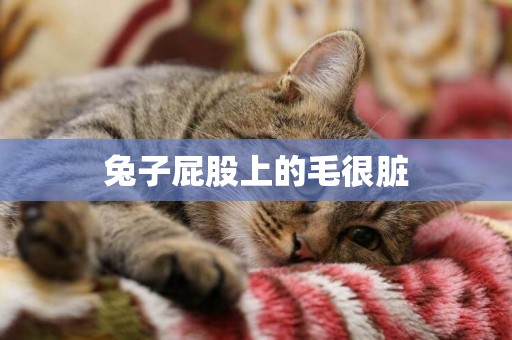 兔子屁股上的毛很臟