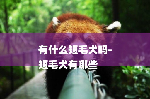 有什么短毛犬嗎-
短毛犬有哪些