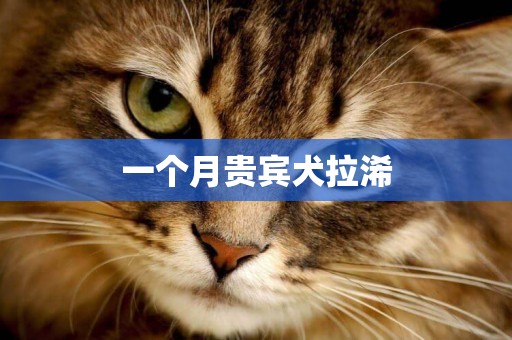 一個月貴賓犬拉浠