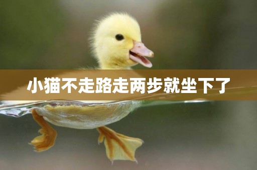 小貓不走路走兩步就坐下了