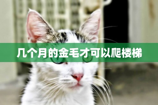 幾個月的金毛才可以爬樓梯