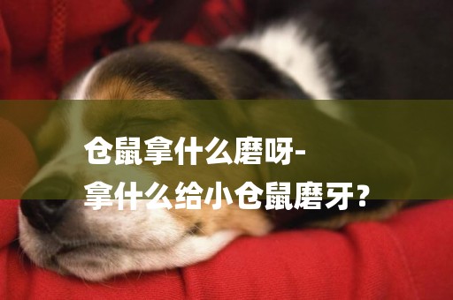 倉鼠拿什么磨呀-
拿什么給小倉鼠磨牙？