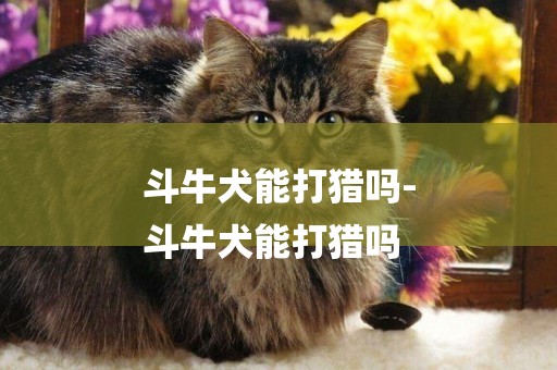 斗牛犬能打獵嗎-
斗牛犬能打獵嗎