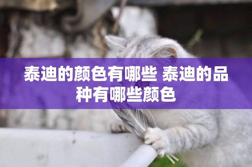泰迪的顏色有哪些 泰迪的品種有哪些顏色
