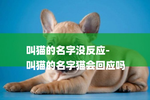 叫貓的名字沒反應-
叫貓的名字貓會回應嗎
