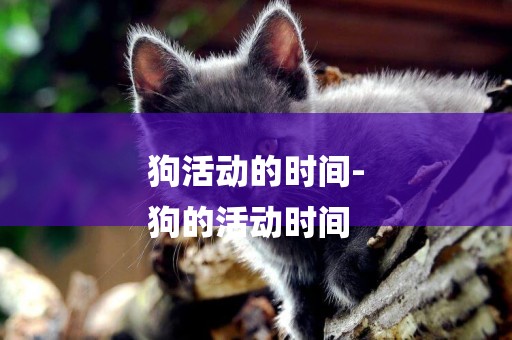 狗活動的時間-
狗的活動時間