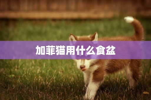 加菲貓用什么食盆