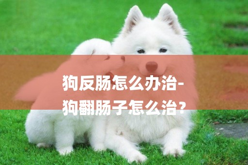 狗反腸怎么辦治-
狗翻腸子怎么治？
