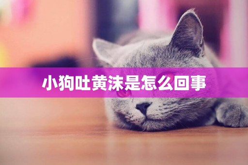 小狗吐黃沫是怎么回事