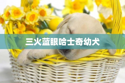三火藍眼哈士奇幼犬