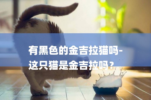 有黑色的金吉拉貓嗎-
這只貓是金吉拉嗎？