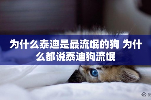 為什么泰迪是最流氓的狗 為什么都說泰迪狗流氓
