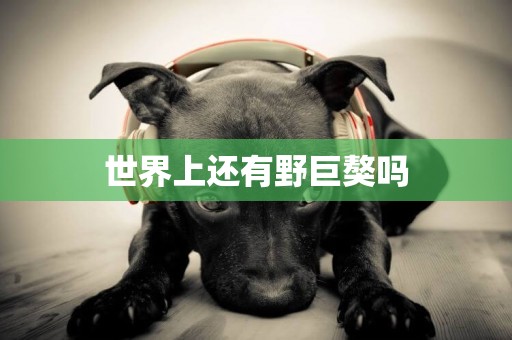 世界上還有野巨獒嗎