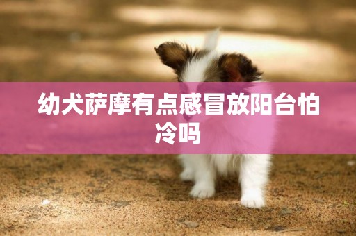 幼犬薩摩有點感冒放陽臺怕冷嗎