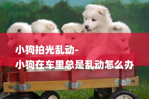 小狗拍光亂動-
小狗在車里總是亂動怎么辦